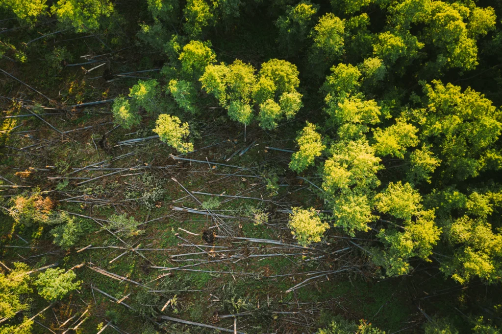 EUDR: La Nueva Frontera en la Lucha Contra la Deforestación