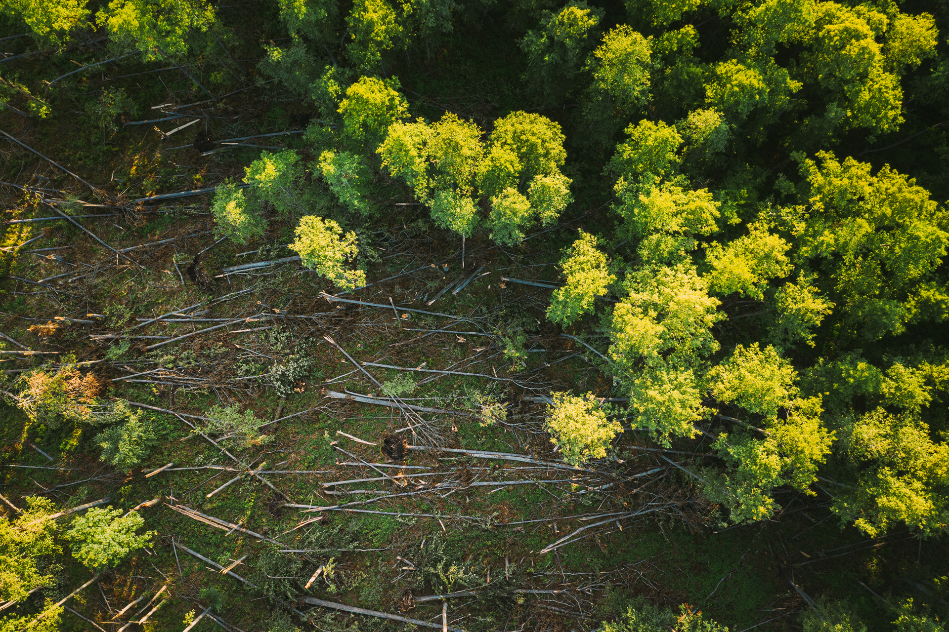 EUDR: La Nueva Frontera en la Lucha Contra la Deforestación