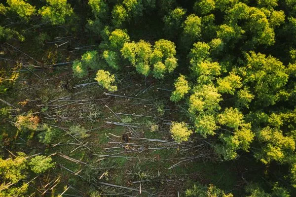 El rol de la inteligencia artificial en la lucha contra la deforestación y la restauración de bosques