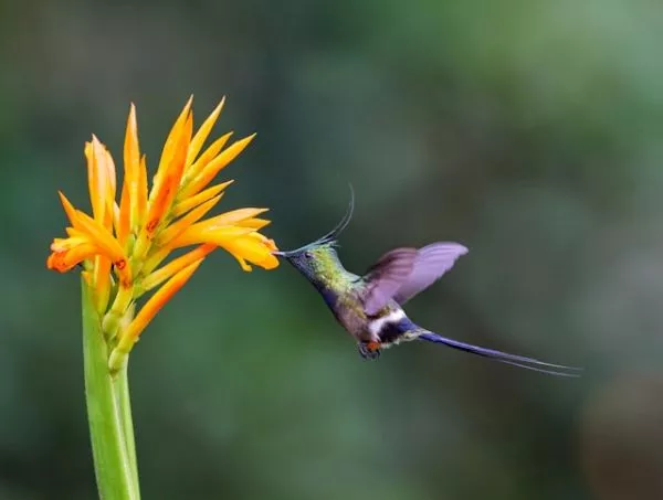IA y biodiversidad: Proyectos que usan algoritmos para proteger especies