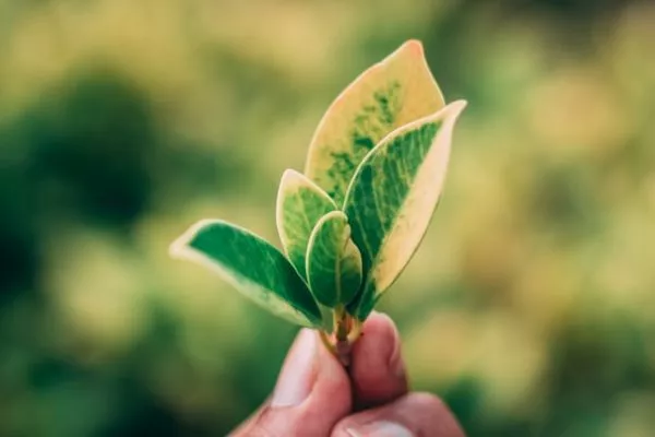 La economía verde de la IA: Cómo los incentivos fiscales están acelerando la revolución energética